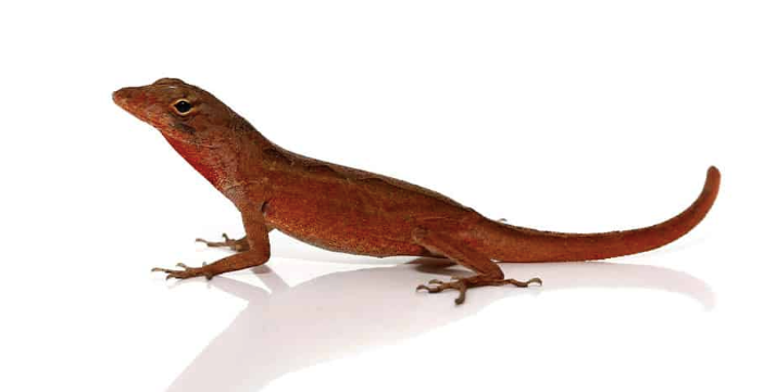 red anole lizard
