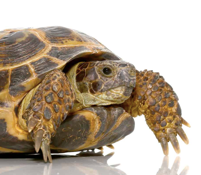 Russian Tortoise For Sale Online Upriva Reptiles