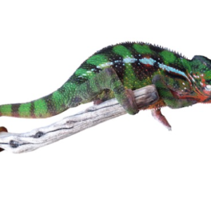 Sambava Panther Chameleon for Sale