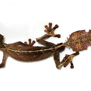 Satanic Leaf-Tailed Gecko for Sale