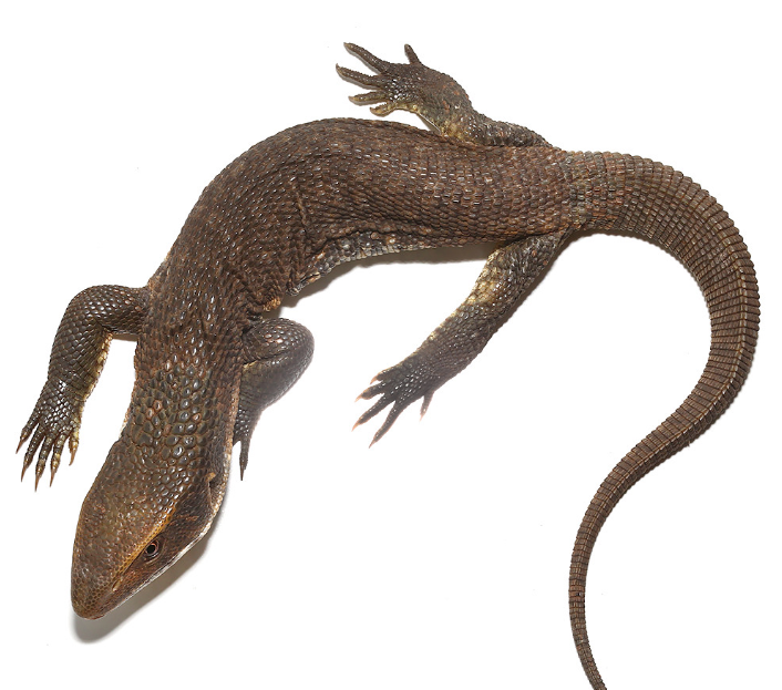 Savannah Monitor For Sale Upriva Reptiles