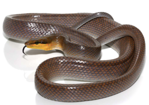 Silver Red Tailed Green Rat Snake For Sale - Upriva Reptiles