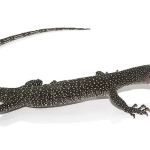 Silver Solomon Island Mangrove Monitor For Sale