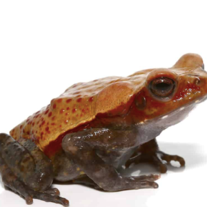 Smooth Sided Toad For Sale