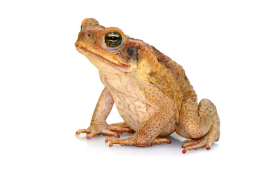 Frogs & Toads For Sale With Overnight Delivery – Tagged Frogs