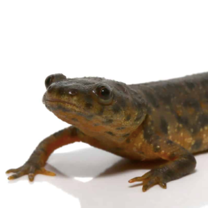 Spanish Ribbed Newts For Sale