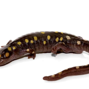 Spotted Salamander For Sale