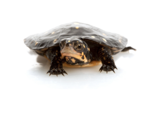 Spotted Turtle for Sale - Upriva Reptiles