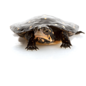 Spotted Turtle for Sale