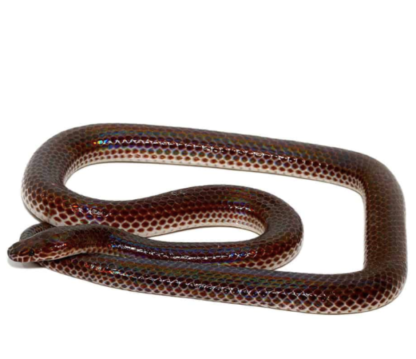 Sunbeam Snake For Sale - Upriva Reptiles