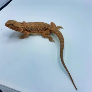 Super Red Leatherback Bearded Dragon For Sale