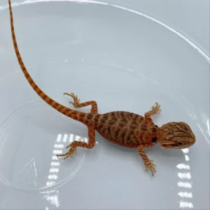 Super Red Translucent Bearded Dragon For Sale