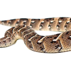 Tanzanian Puff Adder For Sale