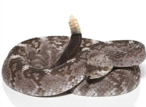 Texas Blacktail Rattlesnake For Sale - Upriva Reptiles