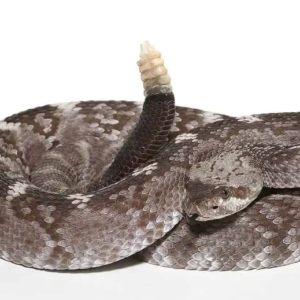 Texas Blacktail Rattlesnake For Sale