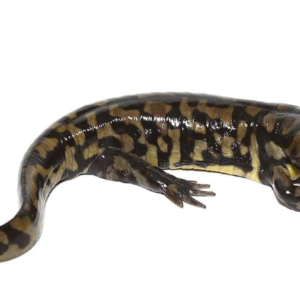 Tiger Salamander For Sale