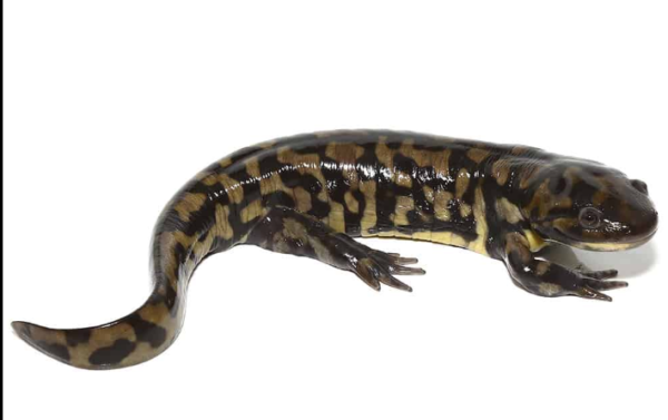 Tiger Salamander For Sale