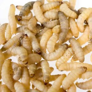 Waxworms For Sale