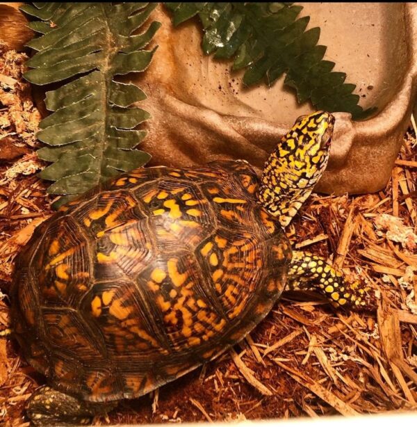 Eastern Box Turtle For Sale