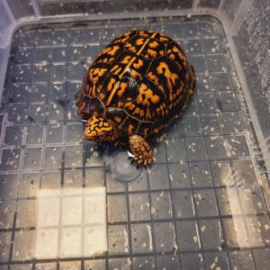 Eastern Box Turtle For Sale