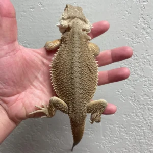 Witblits Bearded Dragons For Sale