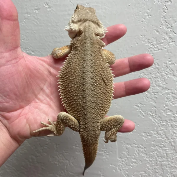 Witblits Bearded Dragons For Sale