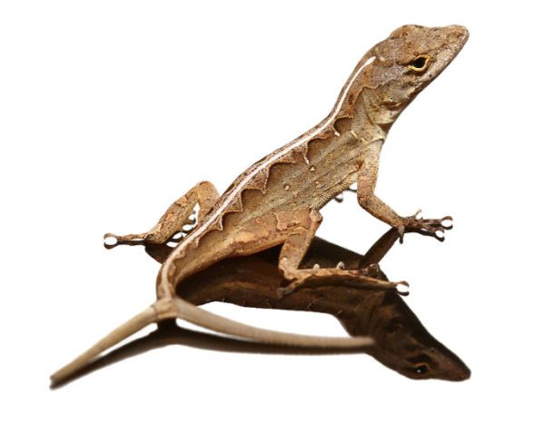 Y-Not Anole For Sale