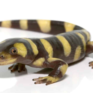 Yellow Barred Tiger Salamander For Sale