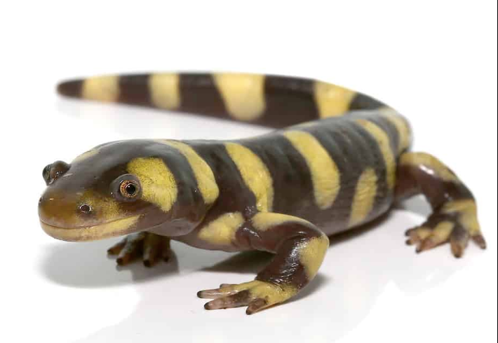 Yellow Barred Tiger Salamander For Sale - Upriva Reptiles