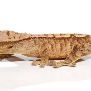 Yellow Base Tiger Crested Gecko For Sale