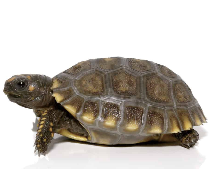 Yellow foot Tortoise For Sale - Upriva Reptiles