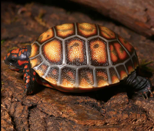 Cherryhead Red foot Tortoise For Sale