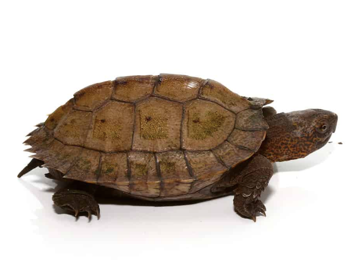 Giant Asian Pond Turtle For Sale - Upriva Reptiles
