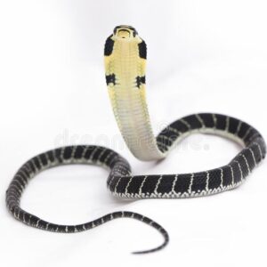 king cobra for sale